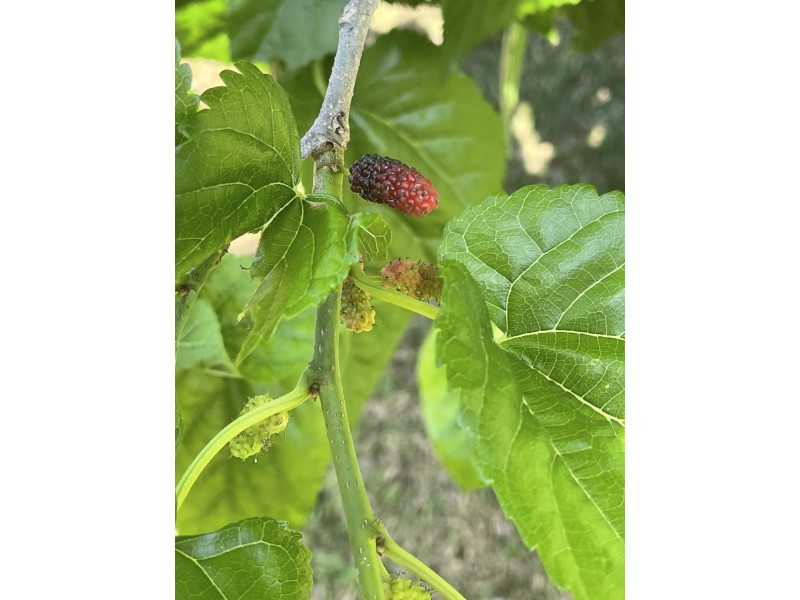 12 Casuarina Crescent, Mission Beach QLD 4852