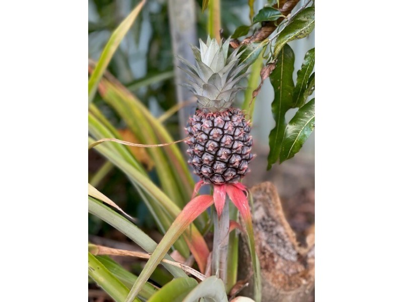 555 Bingil Bay Rd, Bingil Bay QLD 4852