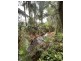 65 De Luca Rd, Silky Oak QLD 4854