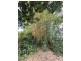 3 Wilson St, El Arish QLD 4855