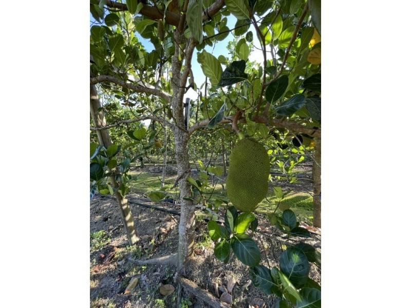 1363 El Arish Mission Beach Rd, Mission Beach QLD 4852