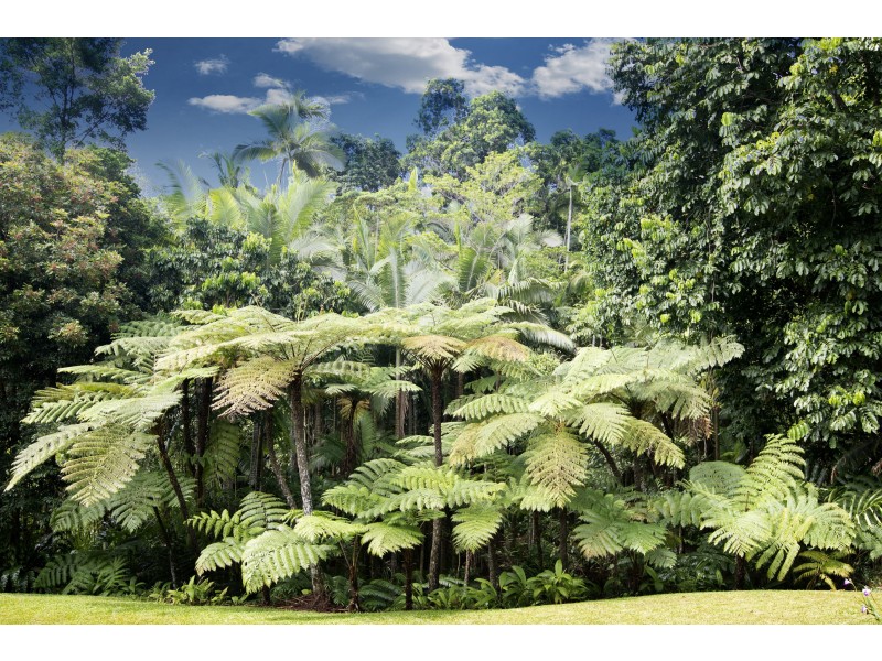 2/627 Bingil Bay Road, Bingil Bay QLD 4852
