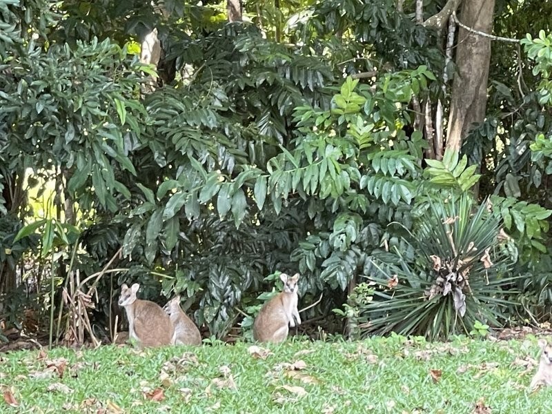 2 Kootooloo Cl, Wongaling Beach QLD 4852