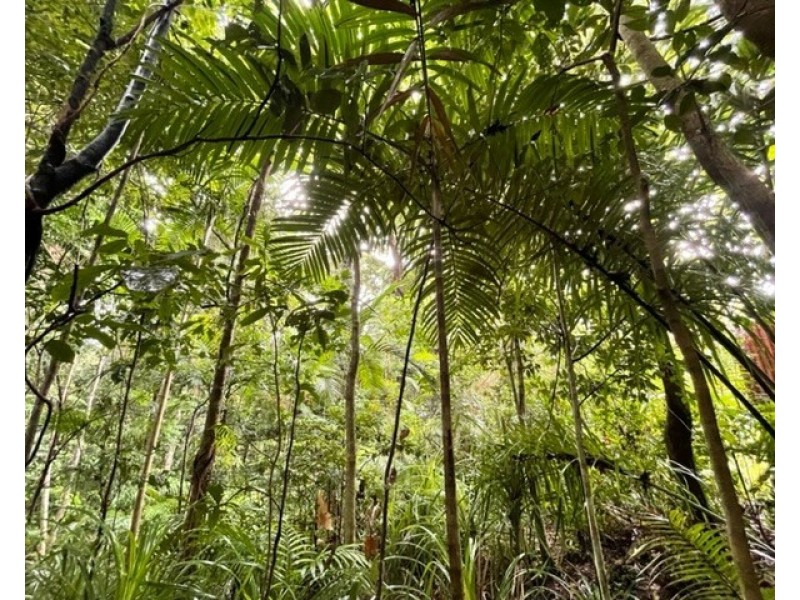 17 Bicton Cl, Bingil Bay QLD 4852