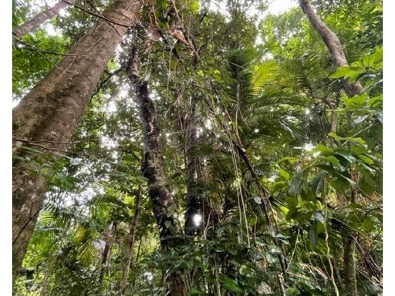 17 Bicton Cl, Bingil Bay QLD 4852