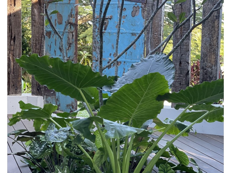 14 Mission Dr, South Mission Beach QLD 4852