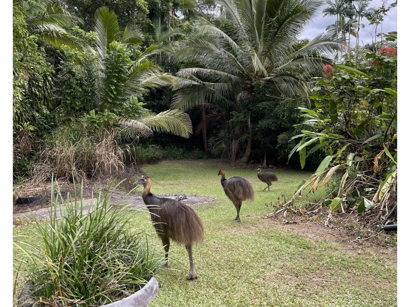 396 Tully Mission Beach Rd, Merryburn QLD 4854