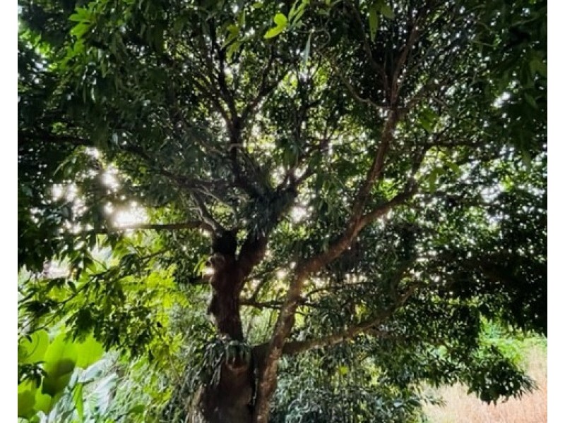 63 Cutten St, Bingil Bay QLD 4852