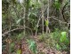 10 Volute Ct, Mission Beach QLD 4852