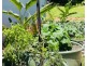 76 Porter Prom, Mission Beach QLD 4852