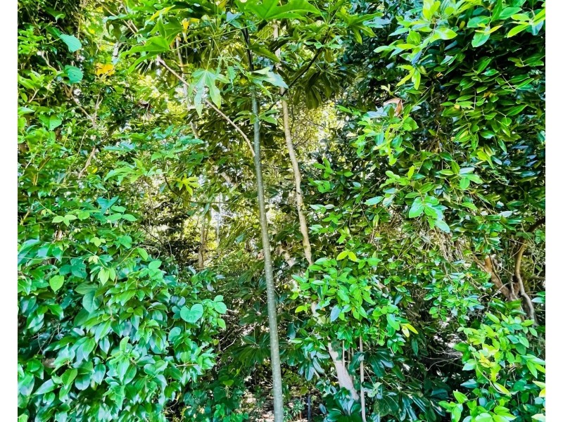 Lot 58 Seagull Close, Mission Beach QLD 4852