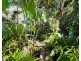 6 Sanctuary Cres, Wongaling Beach QLD 4852