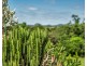 785 Old Tully Rd, Djarawong QLD 4854