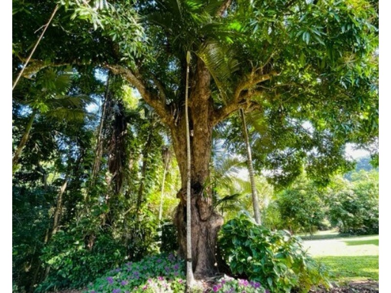 13 Webb Ct, Bingil Bay QLD 4852