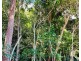 75 Holland St, Wongaling Beach QLD 4852