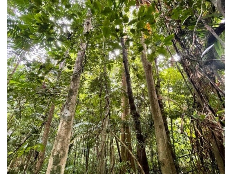 17 Bicton Cl, Bingil Bay QLD 4852