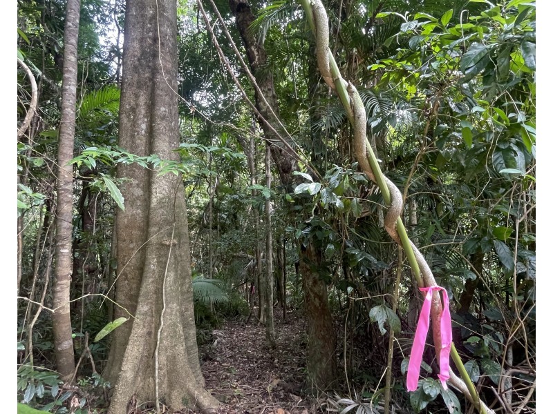 17 Bicton Cl, Bingil Bay QLD 4852