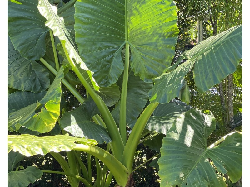 13 Sandpiper Cl, Mission Beach QLD 4852