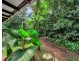 436 Bingil Bay Rd, Bingil Bay QLD 4852