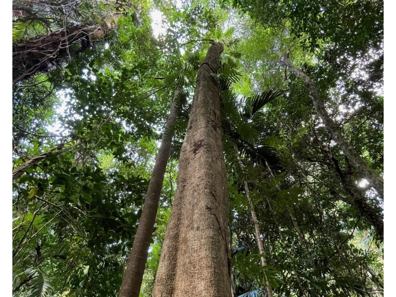 21 Bicton Cl, Bingil Bay QLD 4852