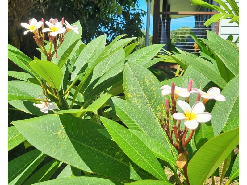 27/Giufre Crescent, Wongaling Beach QLD 4852