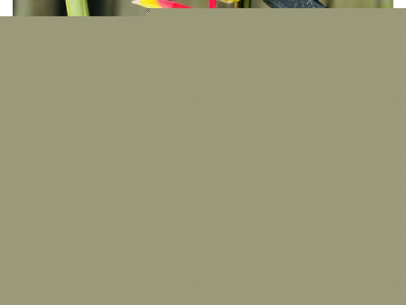 23 Jackey Jackey St, South Mission Beach QLD 4852