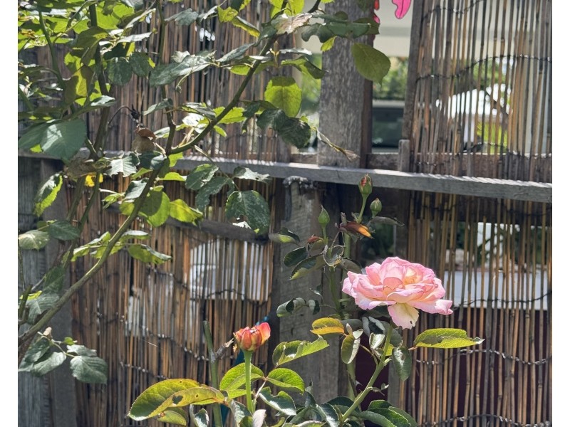 27 Cutten St, Bingil Bay QLD 4852