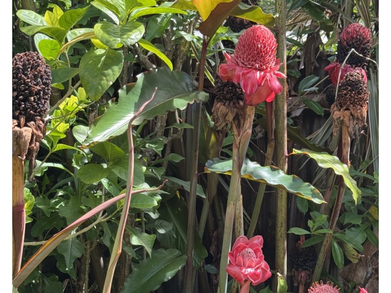 27 Cutten St, Bingil Bay QLD 4852