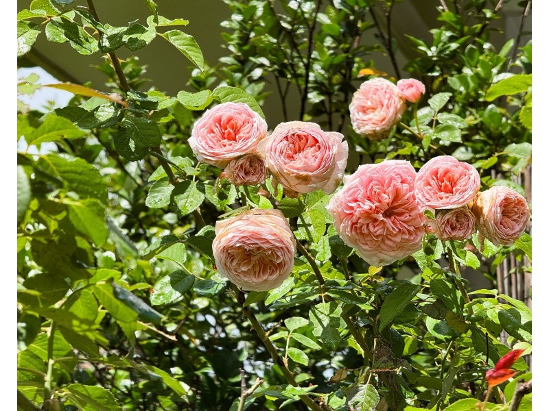 27 Cutten St, Bingil Bay QLD 4852