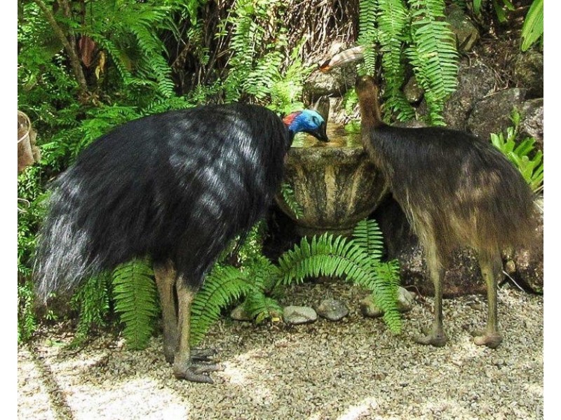 4/73 Explorers Drive, South Mission Beach QLD 4852