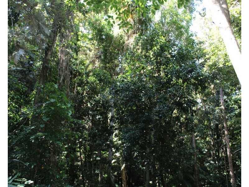 Lot 7 Bingil Bay Road, Midgeree Bar QLD 4852