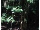 Lot 7 Bingil Bay Road, Midgeree Bar QLD 4852