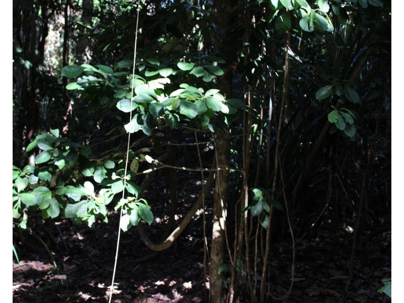 Lot 7 Bingil Bay Road, Midgeree Bar QLD 4852