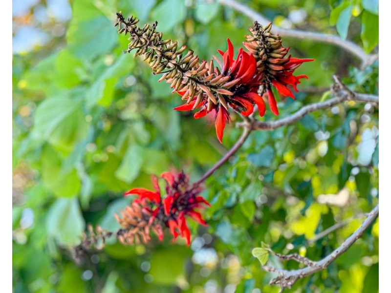 Timana Island, Dunk QLD 4852