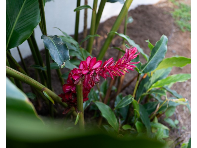 2 Sandpiper Cl, Mission Beach QLD 4852