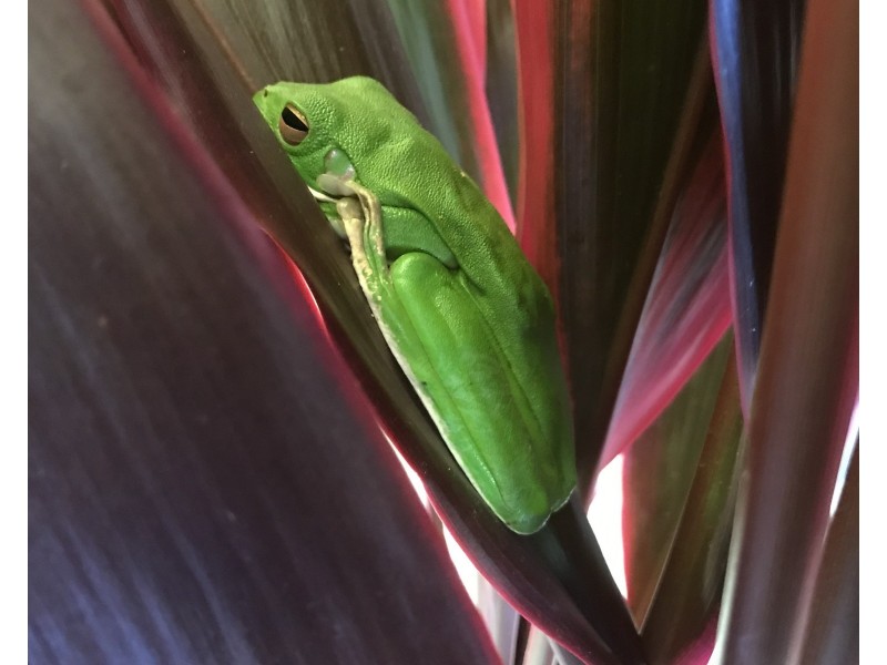 62 Mountain View Cl, Maria Creeks QLD 4855