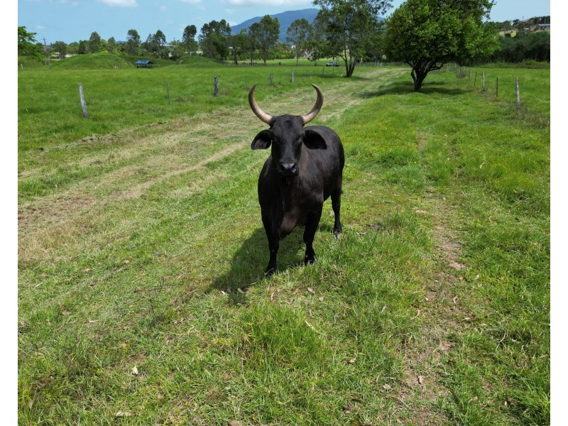 601 Bulgun Rd, Feluga QLD 4854