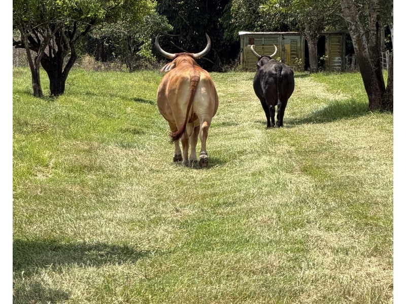 601 Bulgun Rd, Feluga QLD 4854