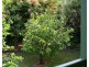 6 Timana Tce, Wongaling Beach QLD 4852