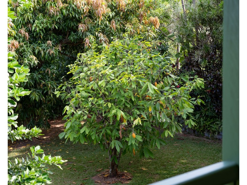 6 Timana Tce, Wongaling Beach QLD 4852