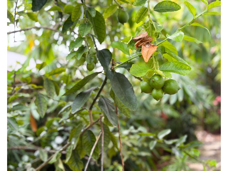 52 Dunkalli Cres, Wongaling Beach QLD 4852