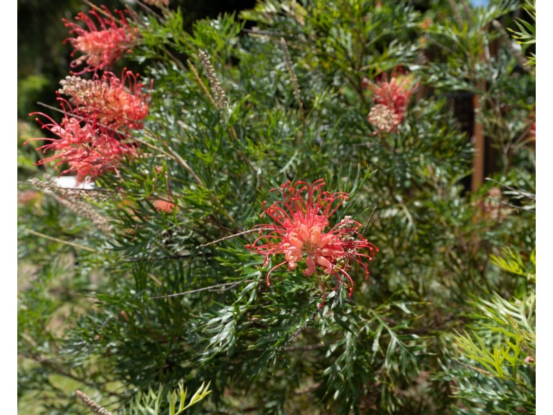 52 Dunkalli Cres, Wongaling Beach QLD 4852