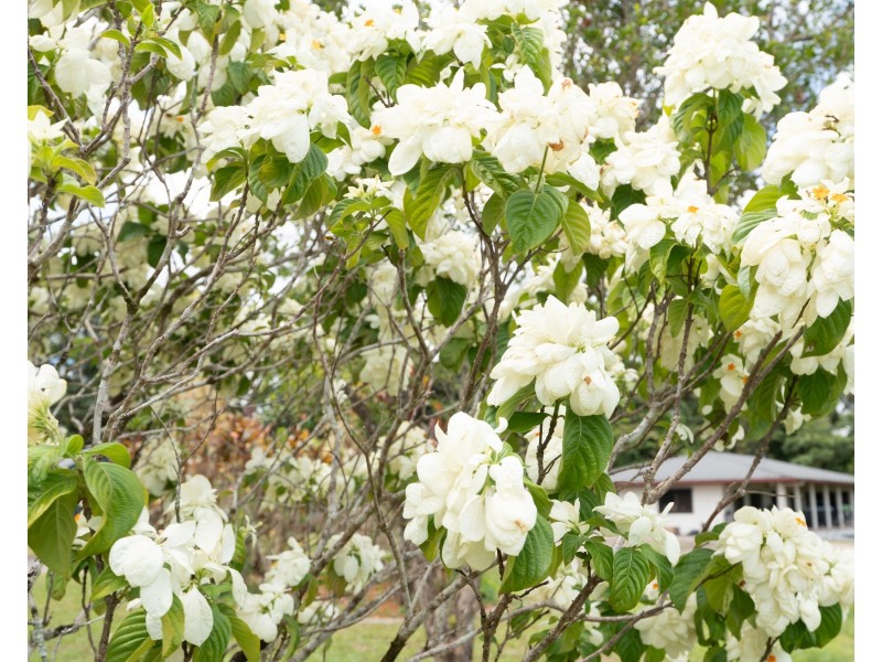 16-18 Hielscher St, Tully QLD 4854