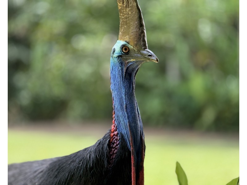 LOT 3 Mountain View Cl, Maria Creeks QLD 4855