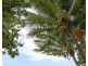 8 Coonanglebah Close, Mission Beach QLD 4852