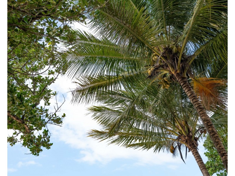 8 Coonanglebah Close, Mission Beach QLD 4852