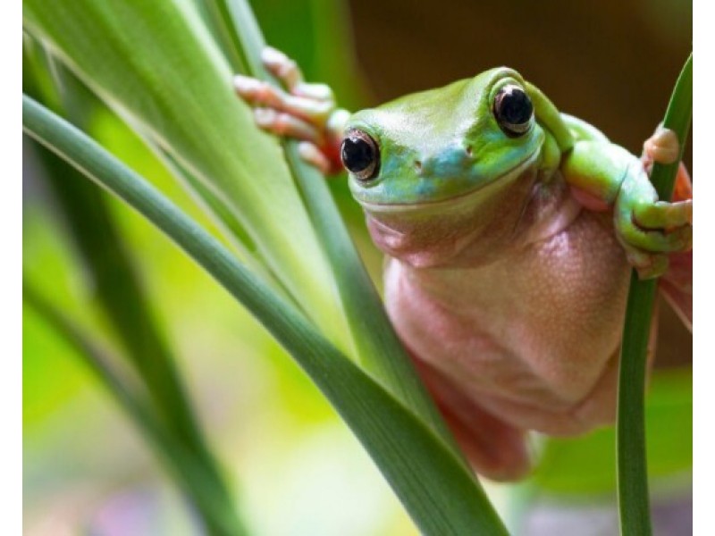 11 Holland Street, Wongaling Beach QLD 4852