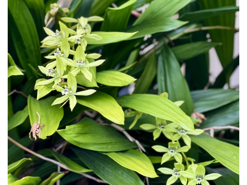 7 Black Street, Tully QLD 4854