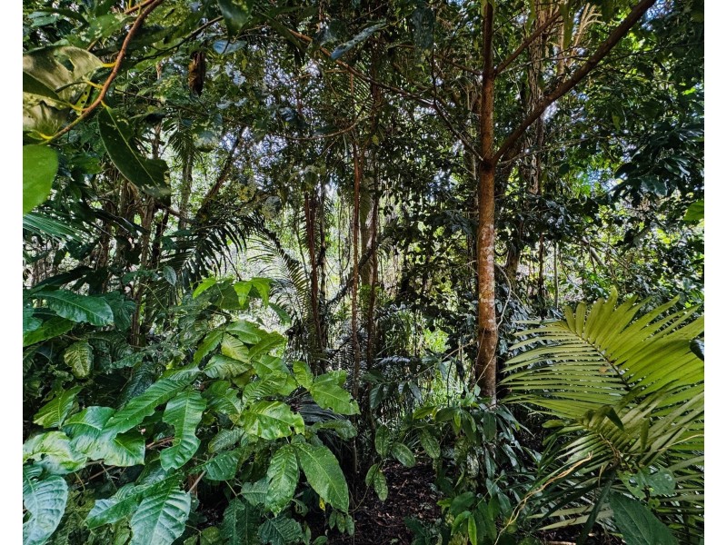 66 Cutten Street, Bingil Bay QLD 4852