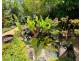 Unit 1/24 Voyager Street, South Mission Beach QLD 4852